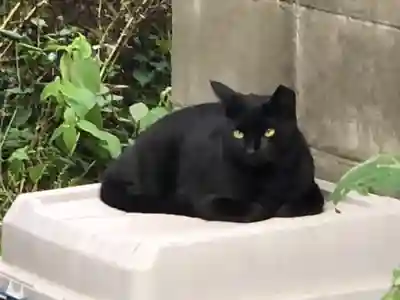 八幡神社の動物