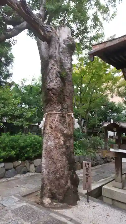 大将軍八神社の自然