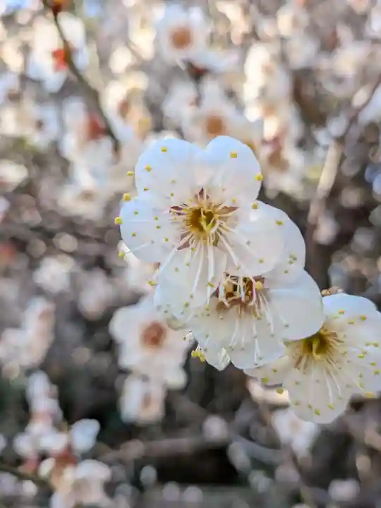 乃木神社(東京都)
