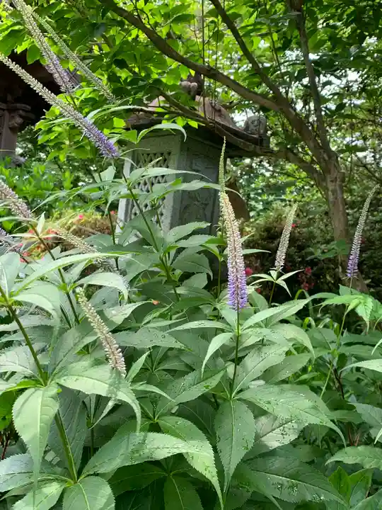 青龍山 吉祥寺の自然