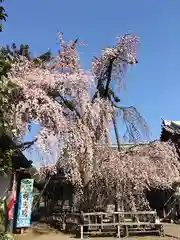 寛窓寺　明見院の自然