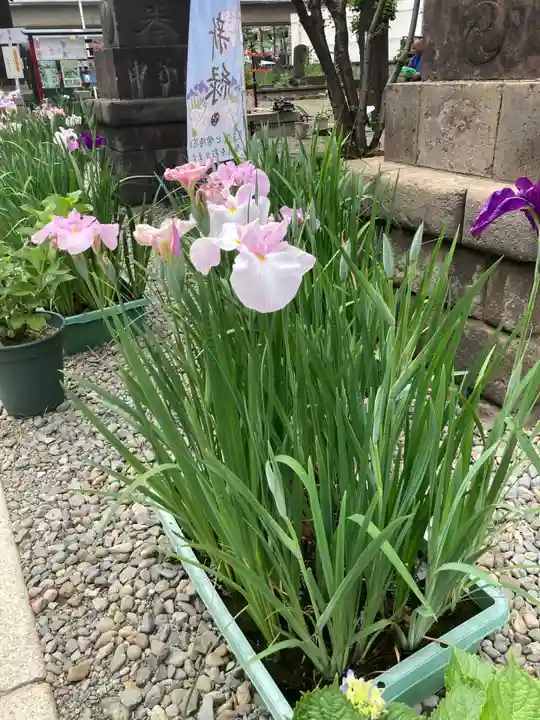 磐井神社(東京都)