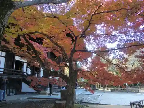 真正極楽寺（真如堂）の自然