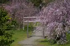 彌彦神社(新潟県)