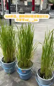 大鏑神社(福島県) 2024年09月09日(月)〜(2024年09月09日(月) 06時18分23秒投稿)