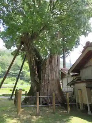 旗挙八幡宮の自然