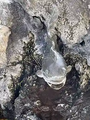 太田姫稲荷神社の{uncategorized: "未分類", other: "その他", undefined: "問題あり", building: "その他建物", grave: "お墓", sacred_gate: "鳥居", guardian: "狛犬", statue: "像", buddha: "仏像", history: "歴史", nature: "自然", garden: "庭園", animal: "動物", pagoda: "塔", temizu: "手水舎", mountain_gate: "山門・神門", sanctuary: "本殿・本堂", subordinate: "末社・摂社", art: "芸術", scenery: "景色", jizo: "地蔵", ema: "絵馬", goshuin: "御朱印", omikuji: "おみくじ", items: "授与品その他", amulet: "お守り", goshuincho: "御朱印帳", eats: "食事", festival: "お祭り", votive_dance: "神楽", shichigosan: "七五三参", wedding: "結婚式", experience: "体験その他", initially: "初詣", around: "周辺", anti_infection: "感染症対策"}