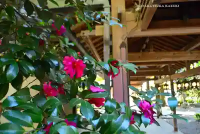川越氷川神社(埼玉県)