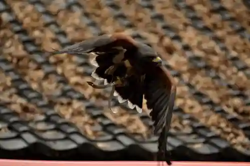 春日神社の動物