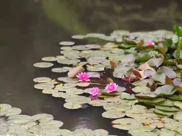 明治神宮(東京都)