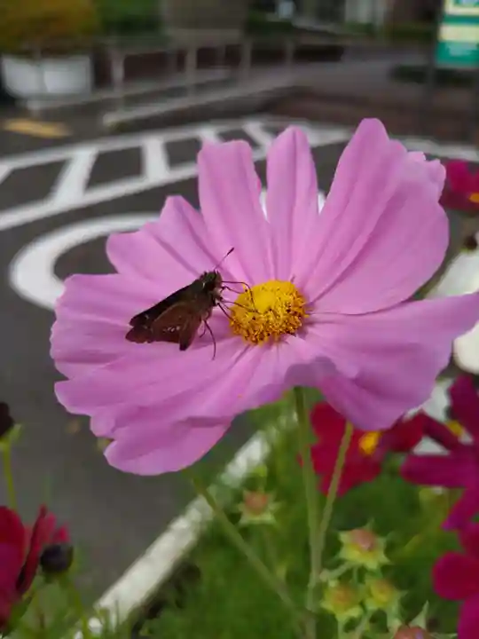 本郷氷川神社の周辺