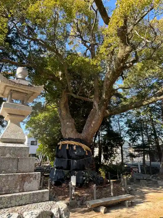 許禰神社の{uncategorized: "未分類", other: "その他", undefined: "問題あり", building: "その他建物", grave: "お墓", sacred_gate: "鳥居", guardian: "狛犬", statue: "像", buddha: "仏像", history: "歴史", nature: "自然", garden: "庭園", animal: "動物", pagoda: "塔", temizu: "手水舎", mountain_gate: "山門・神門", sanctuary: "本殿・本堂", subordinate: "末社・摂社", art: "芸術", scenery: "景色", jizo: "地蔵", ema: "絵馬", goshuin: "御朱印", omikuji: "おみくじ", items: "授与品その他", amulet: "お守り", goshuincho: "御朱印帳", eats: "食事", festival: "お祭り", votive_dance: "神楽", shichigosan: "七五三参", wedding: "結婚式", experience: "体験その他", initially: "初詣", around: "周辺", anti_infection: "感染症対策"}