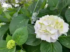 白山神社の自然