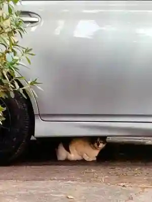 田端神社(東京都)