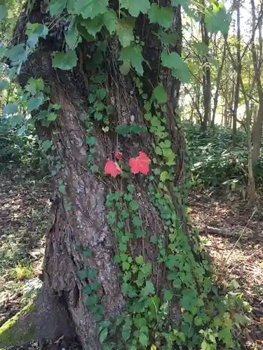 豊里神社の自然