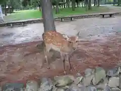 東大寺の動物