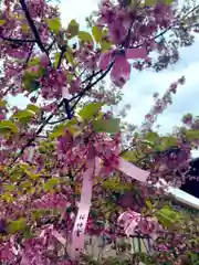 桜神宮の自然