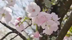 平野神社の自然