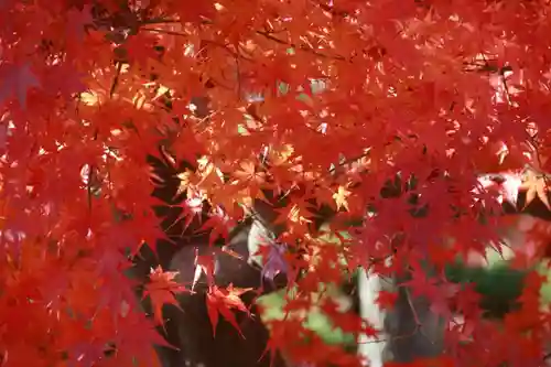 開成山大神宮の自然