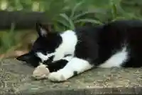 玉野御嶽神社(愛知県)