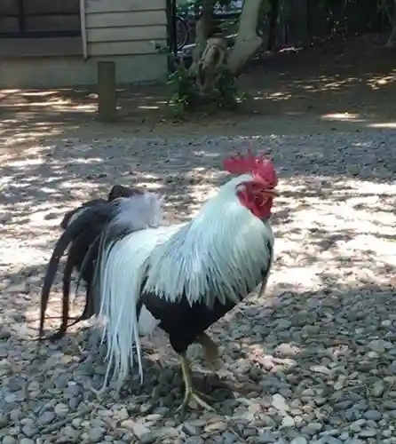 岩槻久伊豆神社の動物