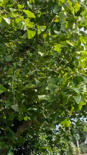 西福寺(京都府)