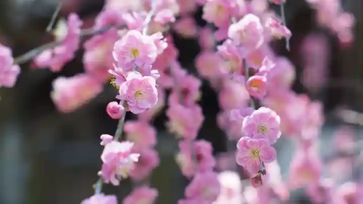 道明寺天満宮の自然