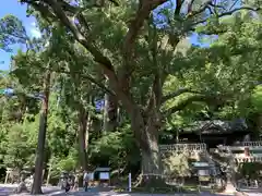 事任八幡宮の自然