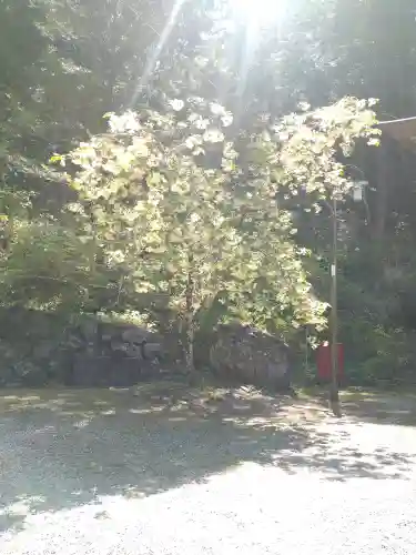 上一宮大粟神社の自然