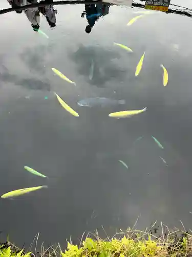 淺間神社（忍野八海）の自然