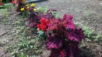 白山社(井堀)の自然