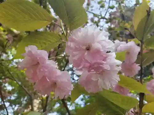 沙沙貴神社の自然