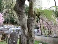 清雲寺の自然