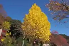 静原神社の自然