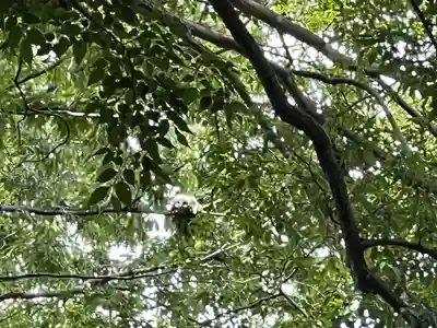 野木神社(栃木県)