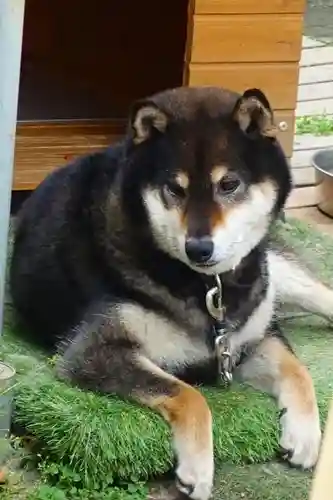 おふさ観音（観音寺）の動物