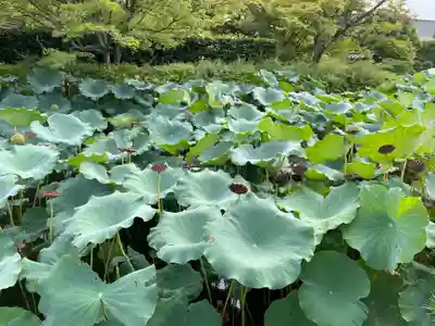 東寺（教王護国寺）(京都府)