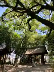 清洲山王宮　日吉神社の自然