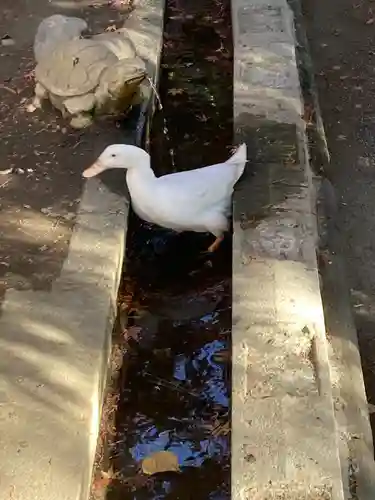 平塚八幡宮(神奈川県)