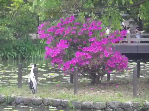 鶴岡八幡宮の庭園