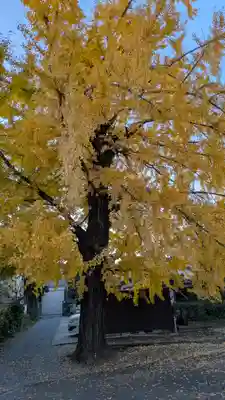 頂妙寺(京都府)