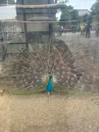 岩槻久伊豆神社(埼玉県)