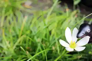 くまくま神社(導きの社 熊野町熊野神社)の自然(2021年08月17日(火) 19時09分01秒投稿)