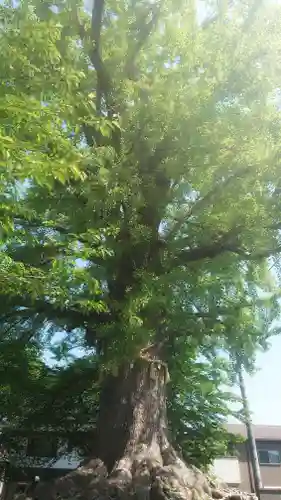 津島神社の自然