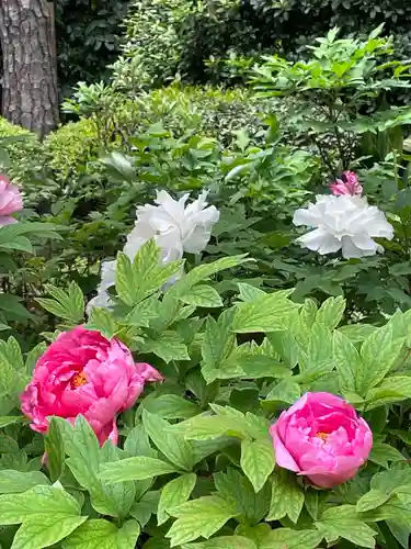 東長谷寺　薬王院(東京都)