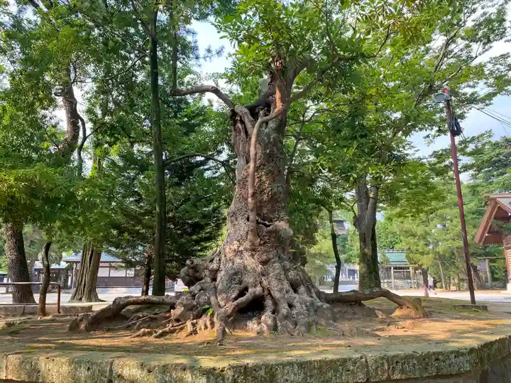 意富比神社の自然