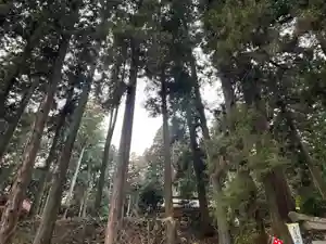 大宮温泉神社の自然(2023年01月13日(金) 20時19分53秒投稿)