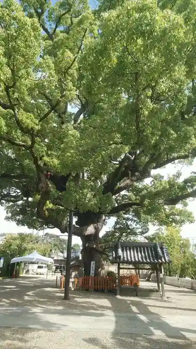 百舌鳥八幡宮の手水舎