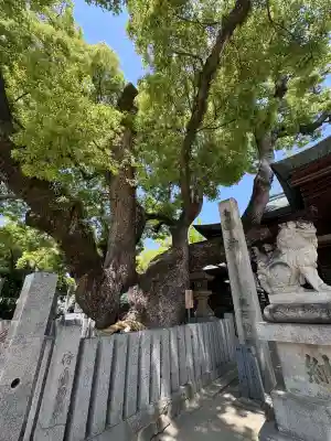石切劔箭神社の{uncategorized: "未分類", other: "その他", undefined: "問題あり", building: "その他建物", grave: "お墓", sacred_gate: "鳥居", guardian: "狛犬", statue: "像", buddha: "仏像", history: "歴史", nature: "自然", garden: "庭園", animal: "動物", pagoda: "塔", temizu: "手水舎", mountain_gate: "山門・神門", sanctuary: "本殿・本堂", subordinate: "末社・摂社", art: "芸術", scenery: "景色", jizo: "地蔵", ema: "絵馬", goshuin: "御朱印", omikuji: "おみくじ", items: "授与品その他", amulet: "お守り", goshuincho: "御朱印帳", eats: "食事", festival: "お祭り", votive_dance: "神楽", shichigosan: "七五三参", wedding: "結婚式", experience: "体験その他", initially: "初詣", around: "周辺", anti_infection: "感染症対策"}