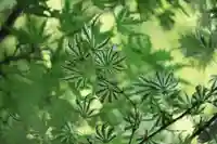 鹿島大神宮の自然